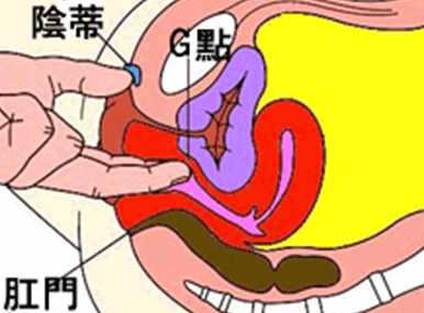 女性G點示意圖